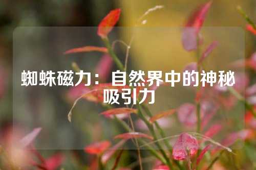 蜘蛛磁力：自然界中的神秘吸引力